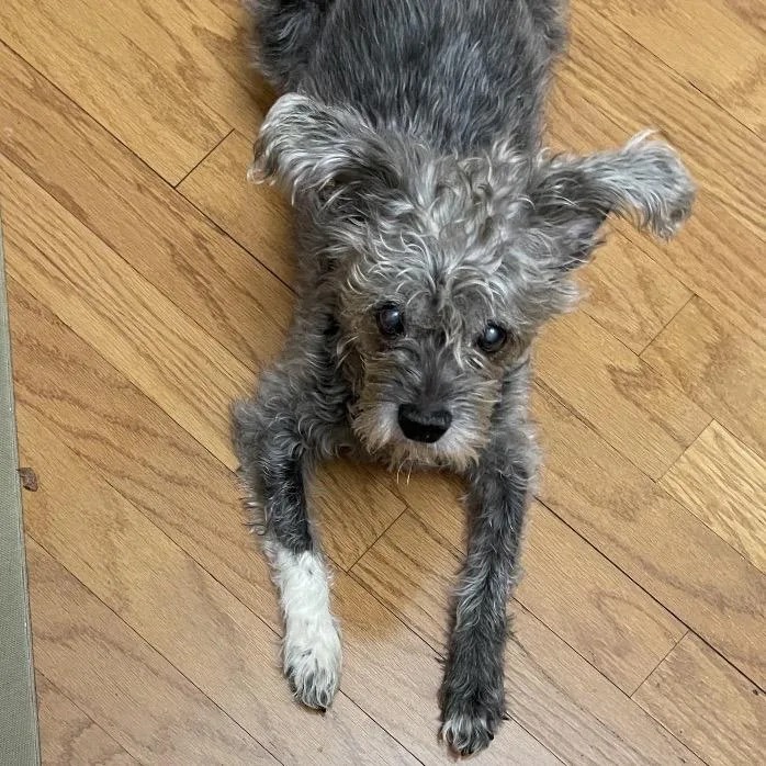 A senior small-sized female Gray / Blue / Silver Schnauzer dog named Gummy Bear for adoption in Avon, OH