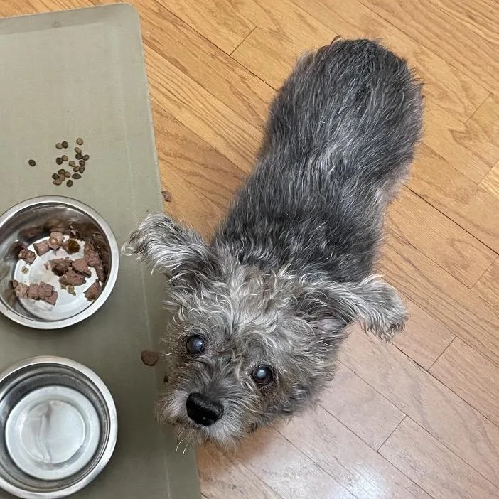 Gummy Bear thumbnail 2