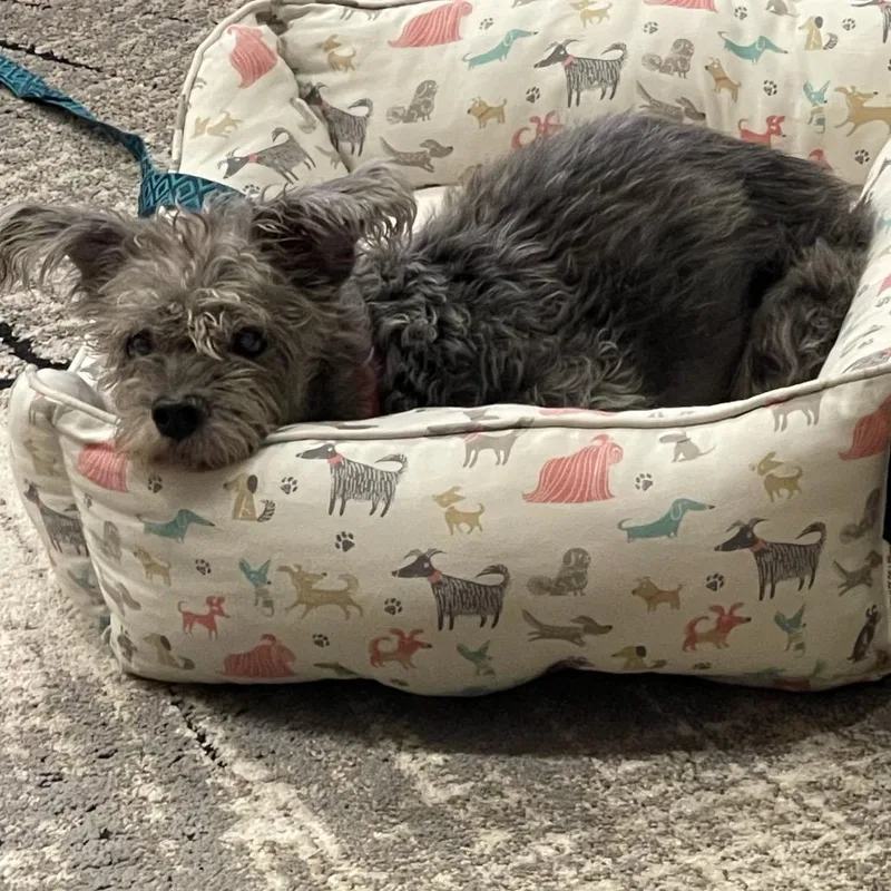 Gummy Bear thumbnail 3