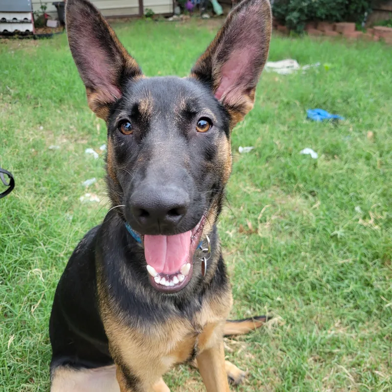 A young large-sized male German Shepherd Dog dog named Smokey for adoption in Dallas, TX