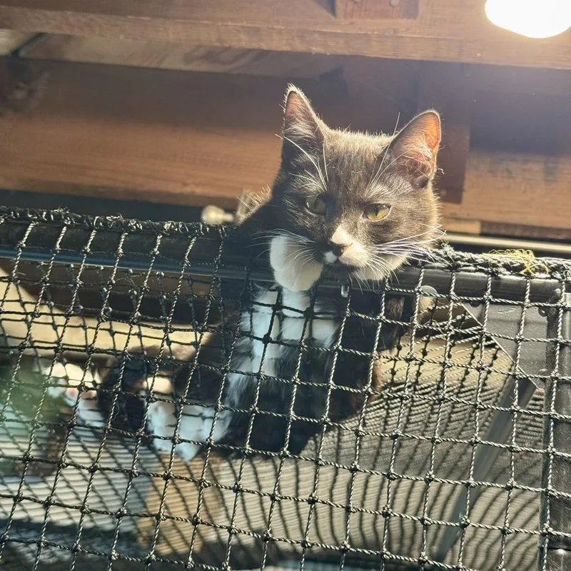 A baby small-sized female Black Domestic Short Hair cat named Dorothy for adoption in St. Paul, MN