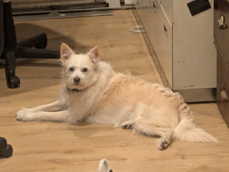 An adult medium-sized female Terrier dog named Scout for adoption in Aurora, CO