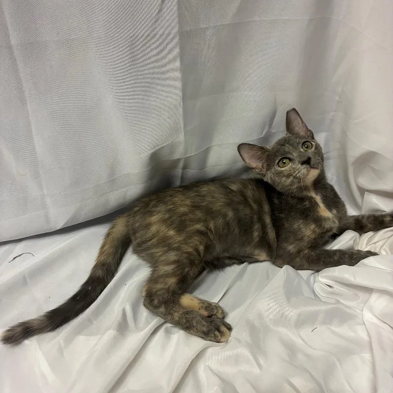 A baby medium-sized female Domestic Short Hair cat named Isabel for adoption in Folsom, LA