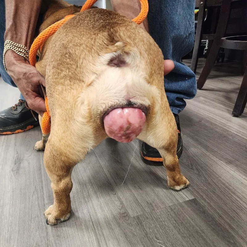 An adult small-sized female Yellow / Tan / Blond / Fawn French Bulldog dog named YORKStray for adoption in York, PA