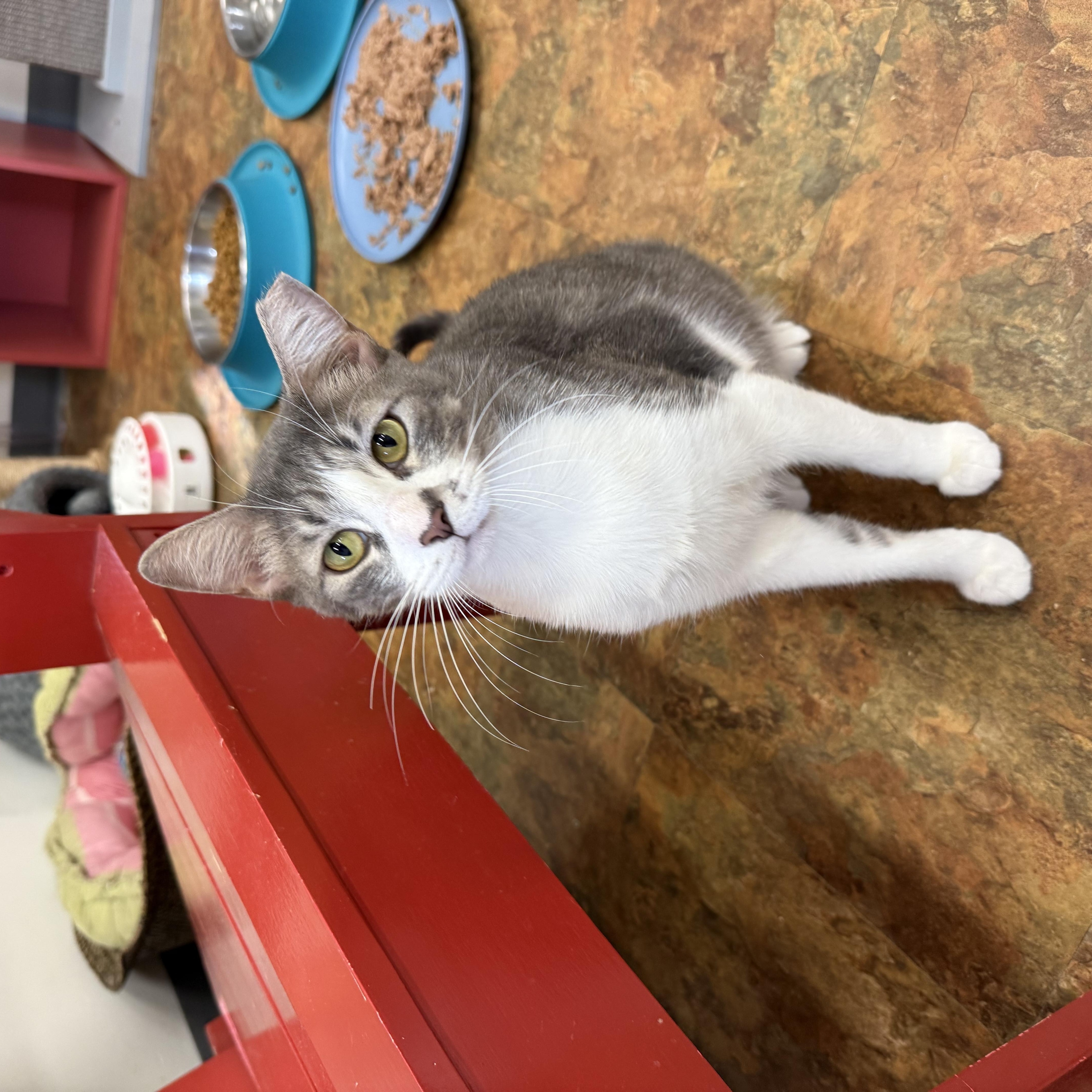 A young medium-sized female Gray & White Domestic Short Hair cat named Flor for adoption in Miami Beach, FL