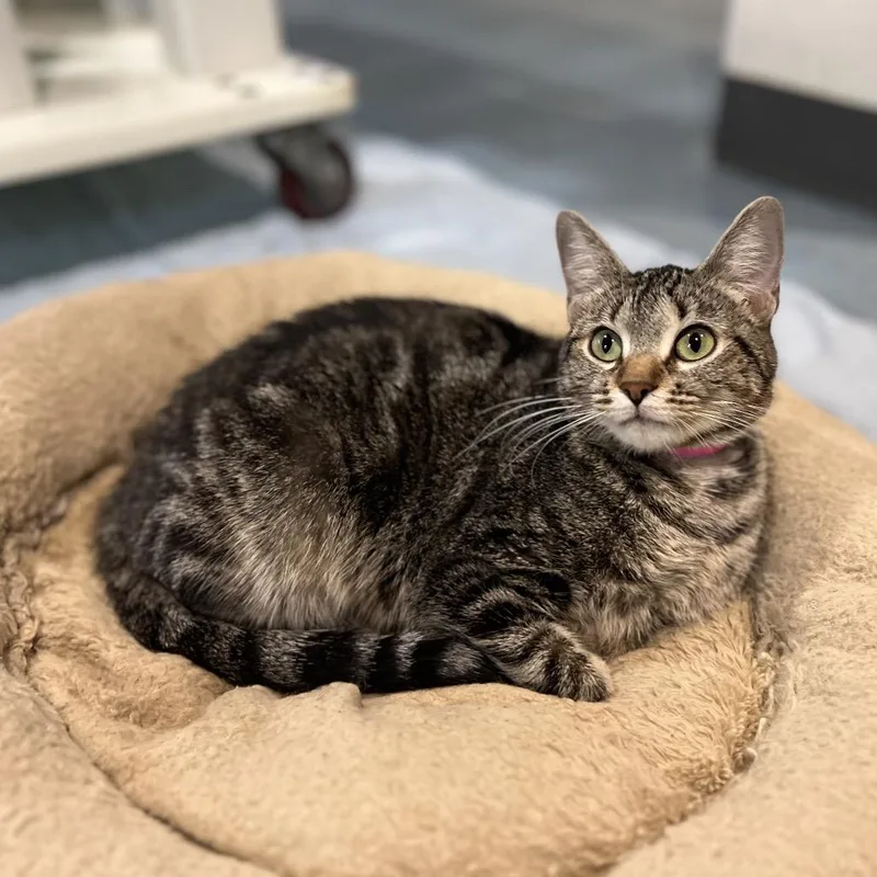 Skipping Rock thumbnail 2