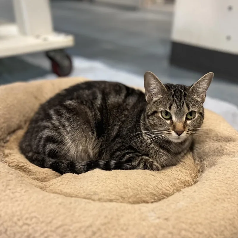 Skipping Rock thumbnail 3