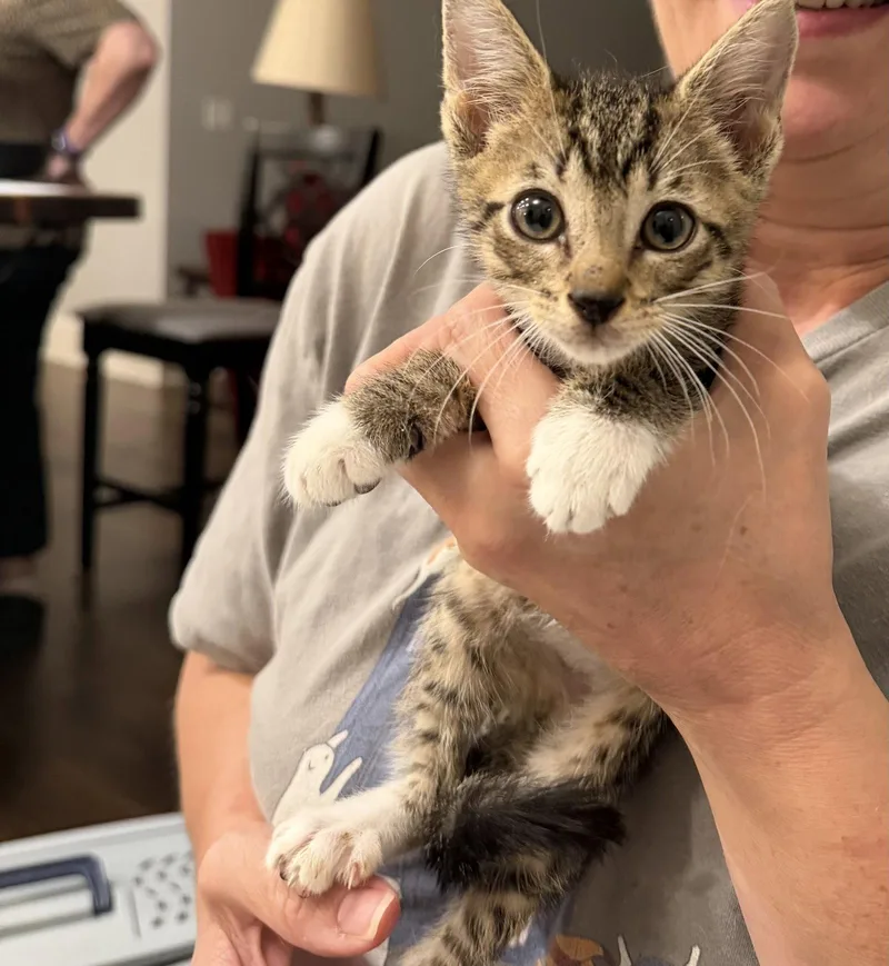 A young medium-sized male Domestic Short Hair cat named Stubbs for adoption in Camden, SC