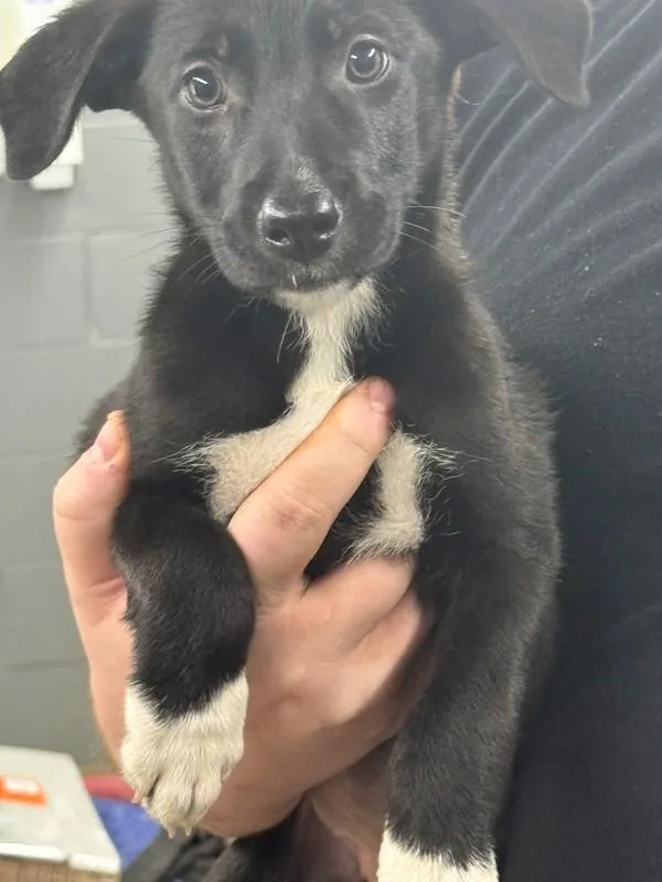 A baby small-sized female Black Labrador Retriever dog named Bell for adoption in Campbellsville, KY