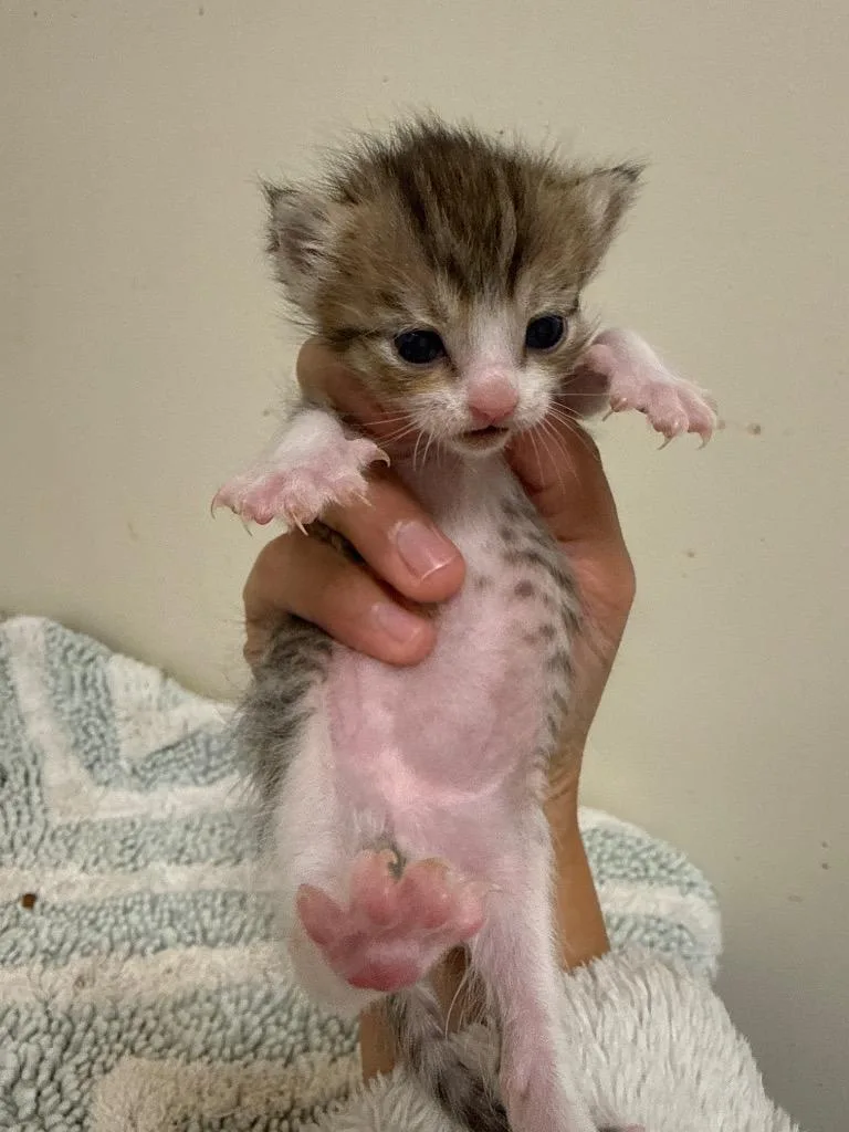 A baby small-sized female Domestic Short Hair cat named Deputy for adoption in Newnan, GA