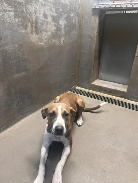A young medium-sized female Treeing Walker Coonhound dog named Jig Saw for adoption in Tallahassee, FL