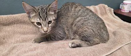A baby small-sized female Domestic Short Hair cat named Niffty for adoption in Shawano, WI