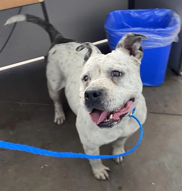 An adult medium-sized female Mixed Breed dog named Sweet Pea for adoption in Dallas, TX