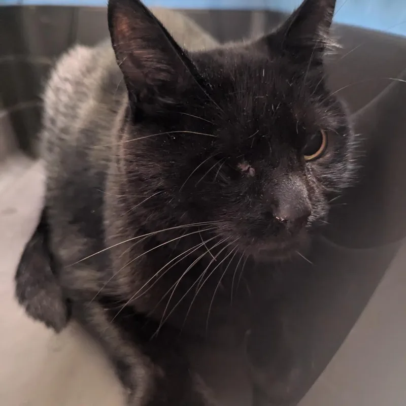 A senior large-sized male Black Domestic Short Hair cat named Ollie for adoption in Charlottesville, VA