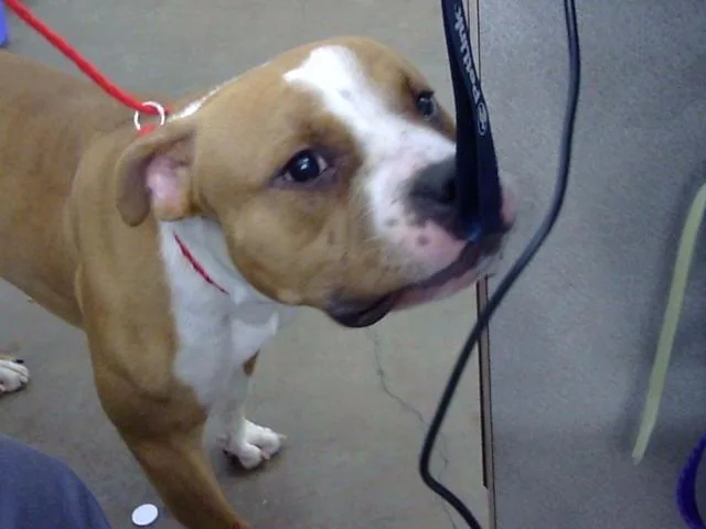 A young large-sized male Mixed Breed dog named Russet for adoption in Dallas, TX