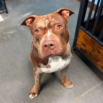 An adult large-sized male Brown / Chocolate Pit Bull Terrier dog named Sarge for adoption in Idaho Falls, ID