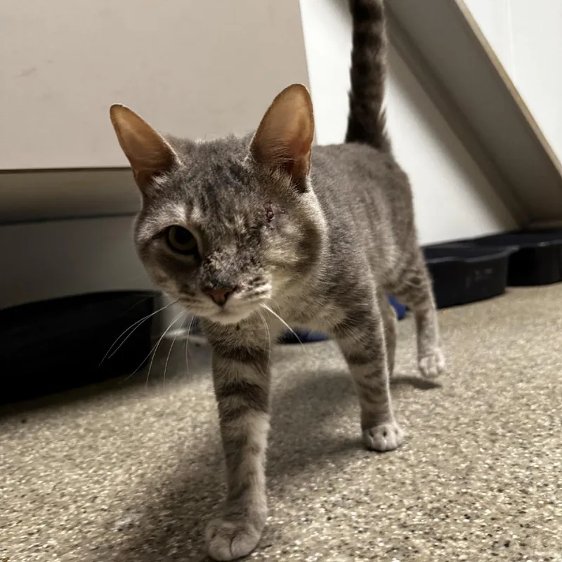 An adult medium-sized male Gray / Blue / Silver Domestic Short Hair cat named Honeybun for adoption in Blue Ridge, GA