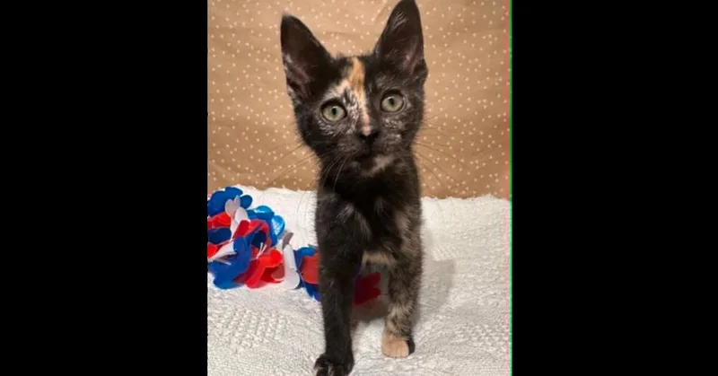 A baby small-sized female Tortoiseshell Domestic Short Hair cat named Tot for adoption in Groveland, MA