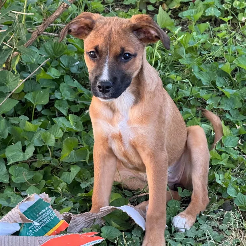 Chloe