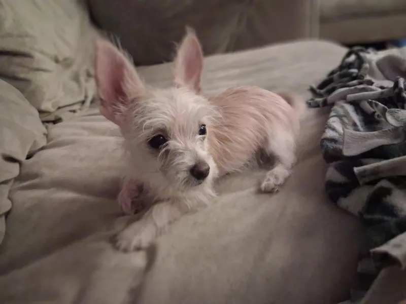 A baby small-sized female Norfolk Terrier dog named Peanut for adoption in Hillsborough, NC