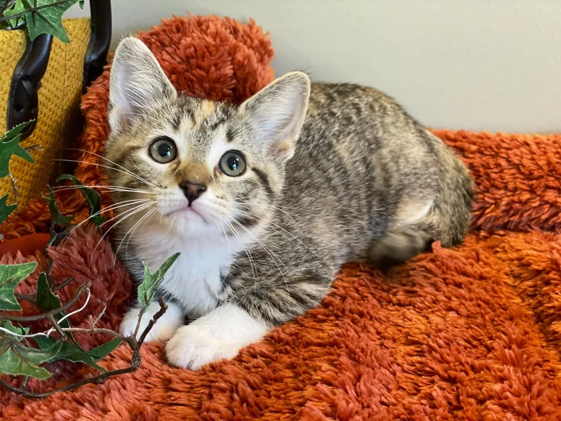 A baby medium-sized female Torbie cat named Mable for adoption in Taylor, MI