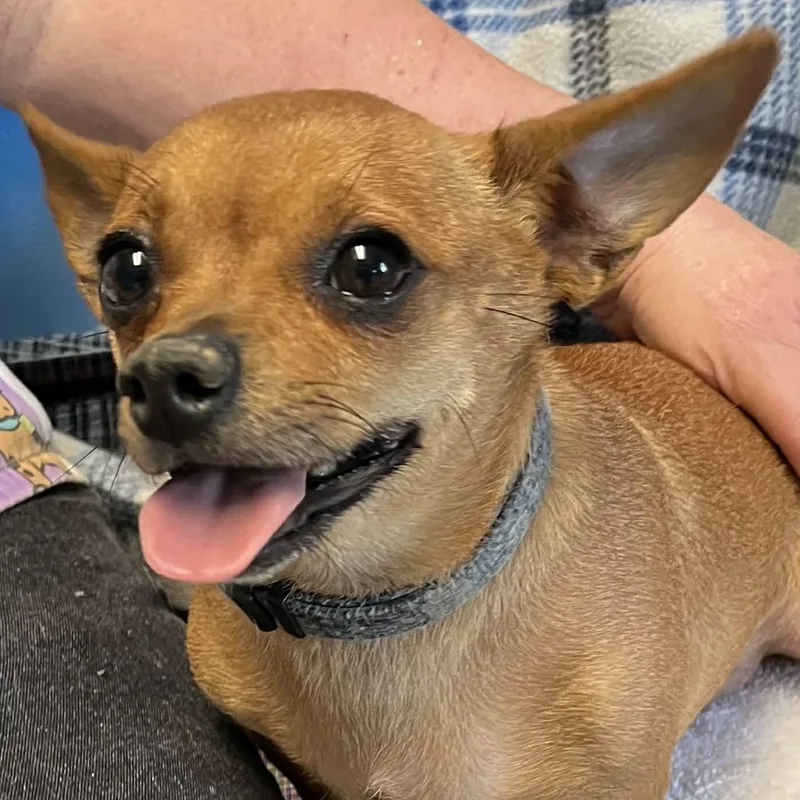 A young small-sized female Black Chihuahua dog named Lilly for adoption in Robinson, IL
