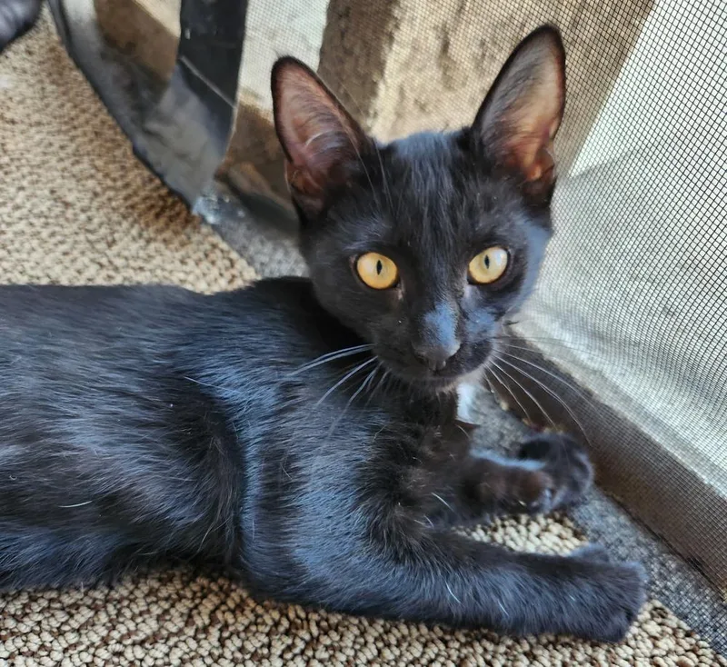 A baby medium-sized female Black & White / Tuxedo Domestic Short Hair cat named Meko for adoption in Redlands, CA
