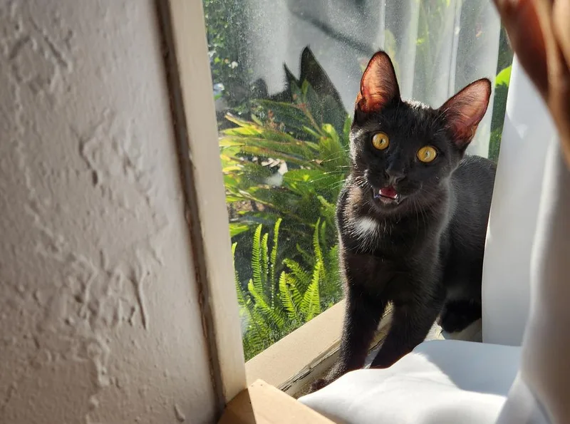 Meko thumbnail 3
