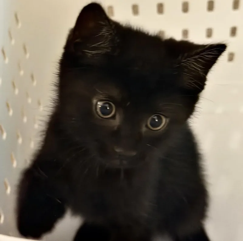 A baby medium-sized male Black Domestic Short Hair cat named Gomez for adoption in Lemoyne, PA