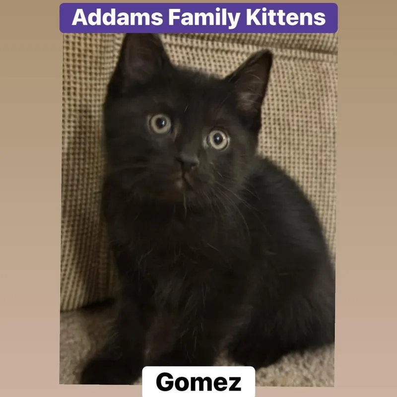 Gomez thumbnail 5