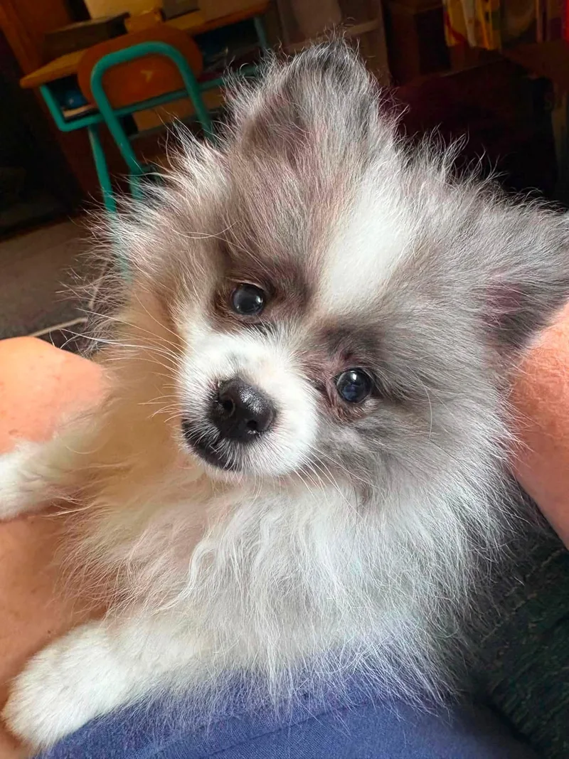 A baby small-sized male Pomeranian dog named Needoh for adoption in Decorah, IA