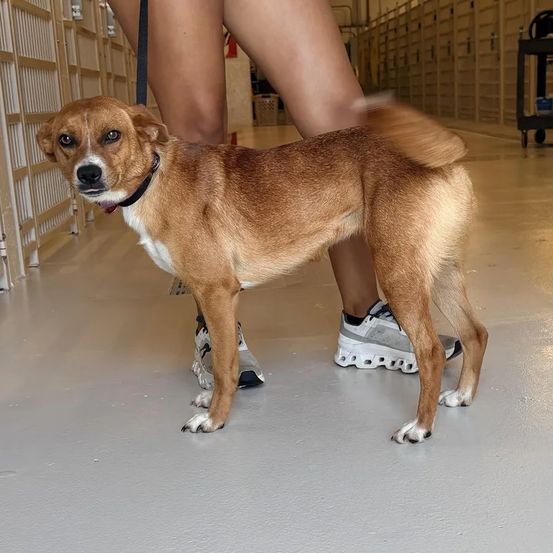 An adult medium-sized female Terrier dog named Dee Dee for adoption in Chicago, IL