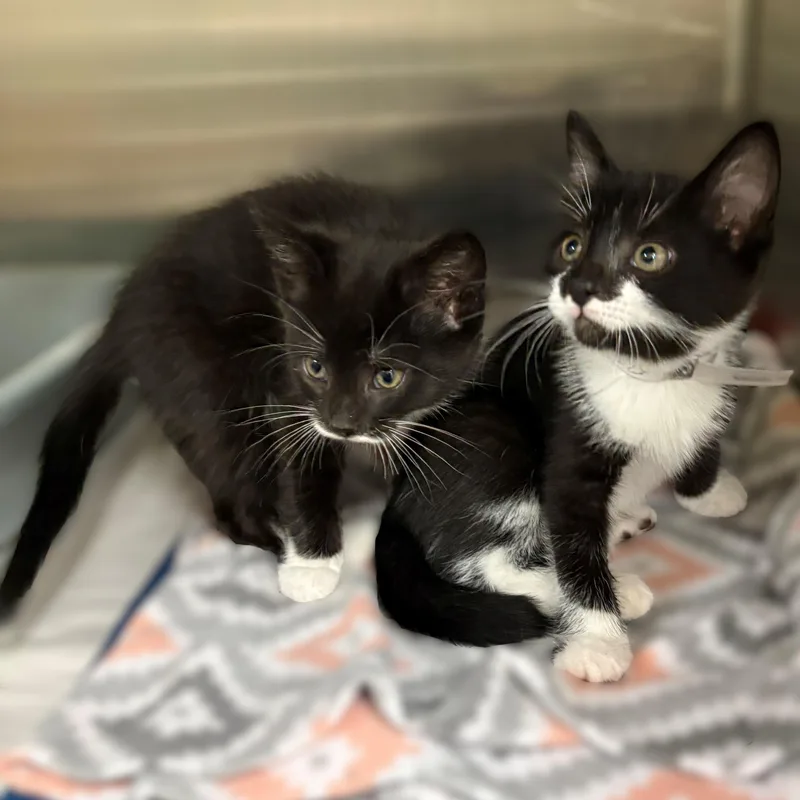 A baby medium-sized male Black Domestic Short Hair cat named Abraham for adoption in Columbia, MD