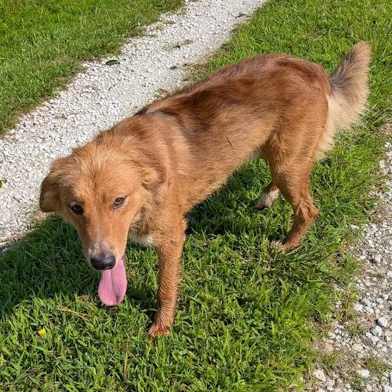 An adult medium-sized male Golden Border Collie dog named Dorado for adoption in Columbia, MO