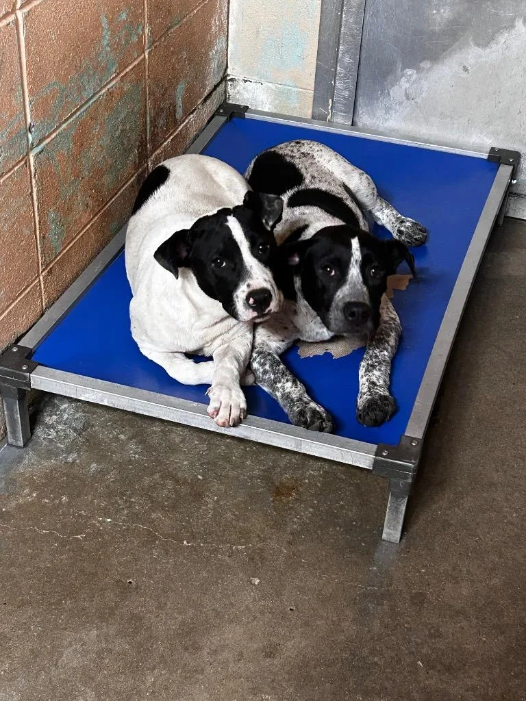 A baby large-sized male Pointer dog named Archer for adoption in Gautier, MS