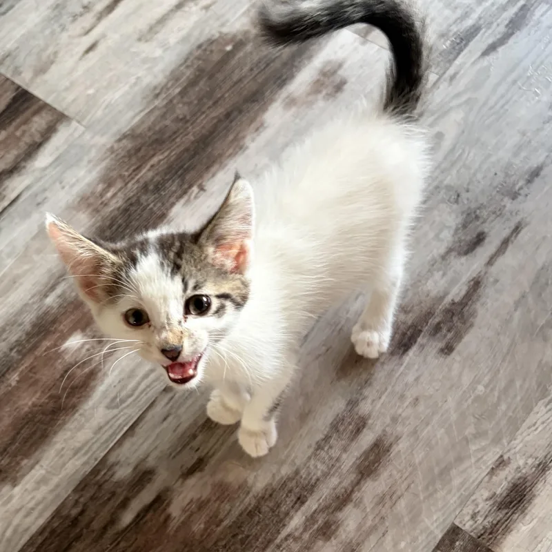 A baby medium-sized female White Domestic Medium Hair cat named Thea for adoption in brant, MI