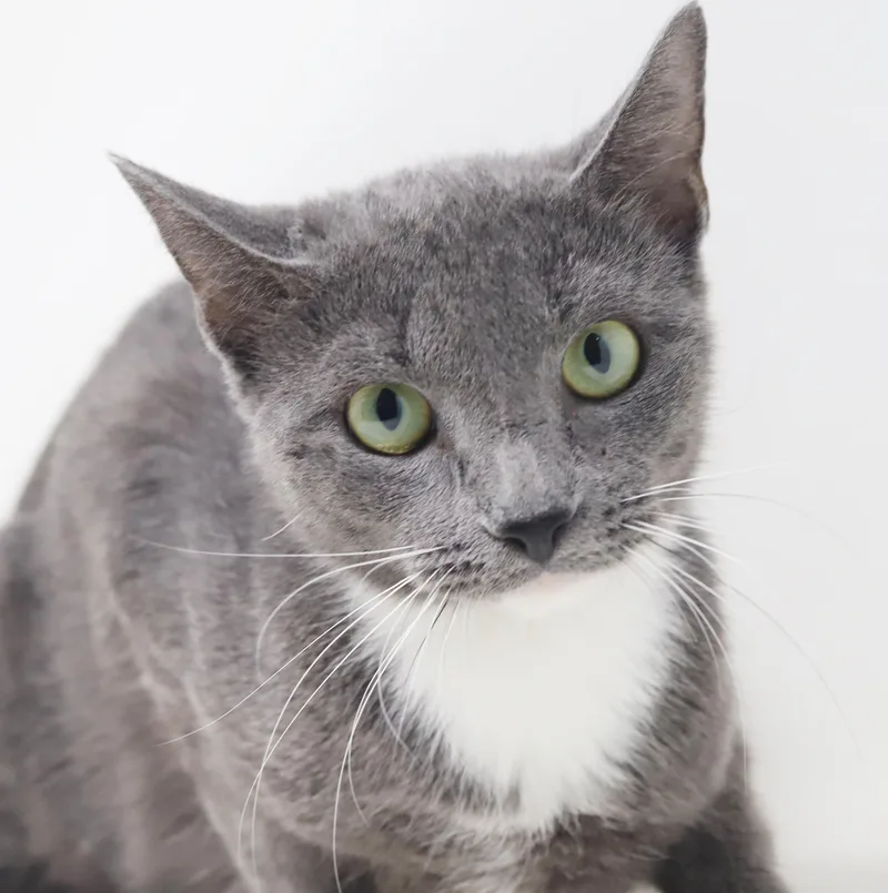 A young small-sized female Russian Blue cat named Amren is our ACOTR for adoption in Bedford Hills, NY