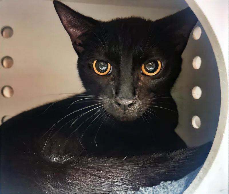 An adult medium-sized male Black Domestic Short Hair cat named Freddy Mercury for adoption in Nashville, TN