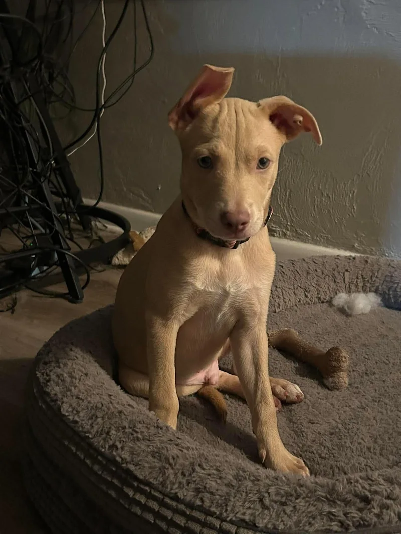 A baby small-sized male Chihuahua dog named Rocky for adoption in New Smyrna Beach, FL