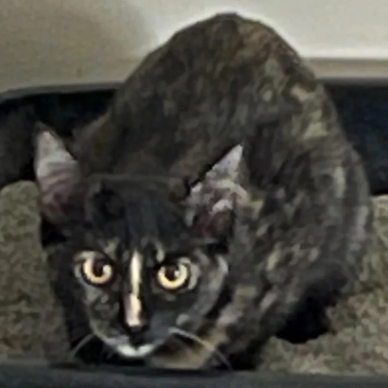 A young small-sized female American Shorthair cat named Mocha for adoption in Fredericksburg, TX
