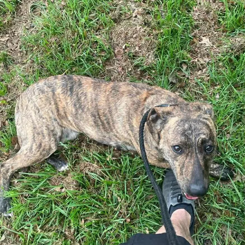 An adult medium-sized female Brindle Mixed Breed dog named Winnie for adoption in Plain City, OH