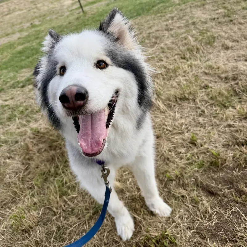 An adult large-sized female White / Cream Husky dog named Willa for adoption in Pullman, WA