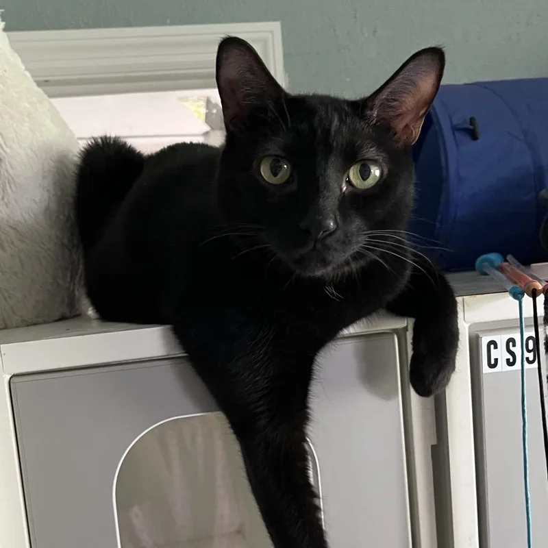 An adult small-sized male Black Domestic Short Hair cat named Ziggy for adoption in Sarasota, FL