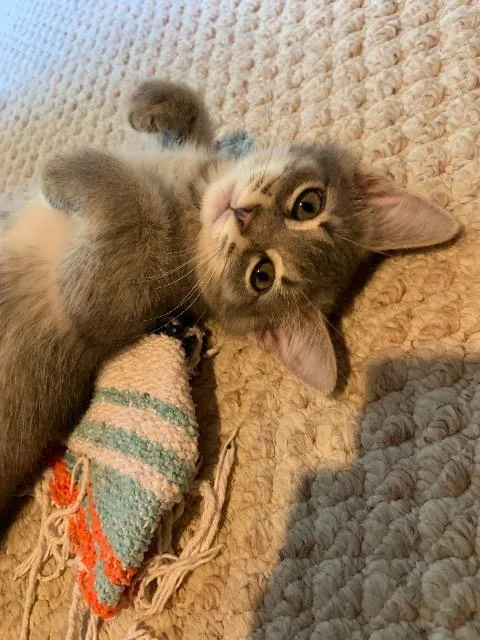 A baby medium-sized female Domestic Short Hair cat named Ashley for adoption in Pawtucket, RI