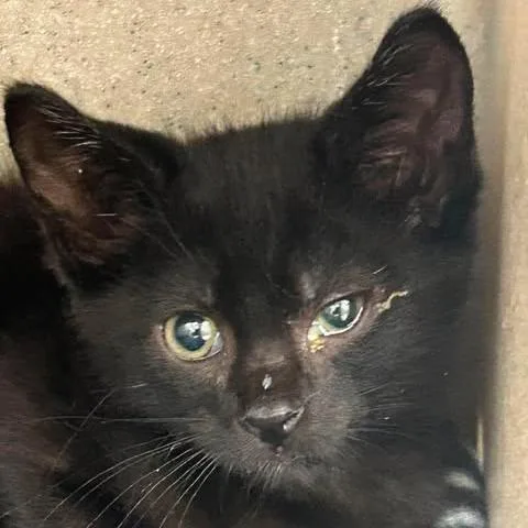 A baby small-sized female Black Domestic Short Hair cat named Draco for adoption in Bastrop, TX