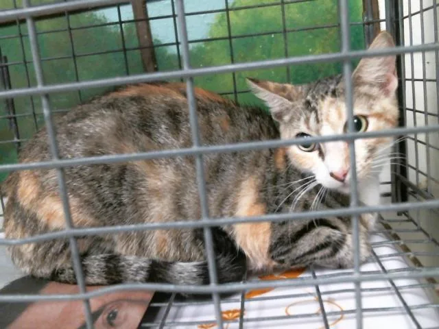 An adult medium-sized female Domestic Short Hair cat named A for adoption in Houston, TX
