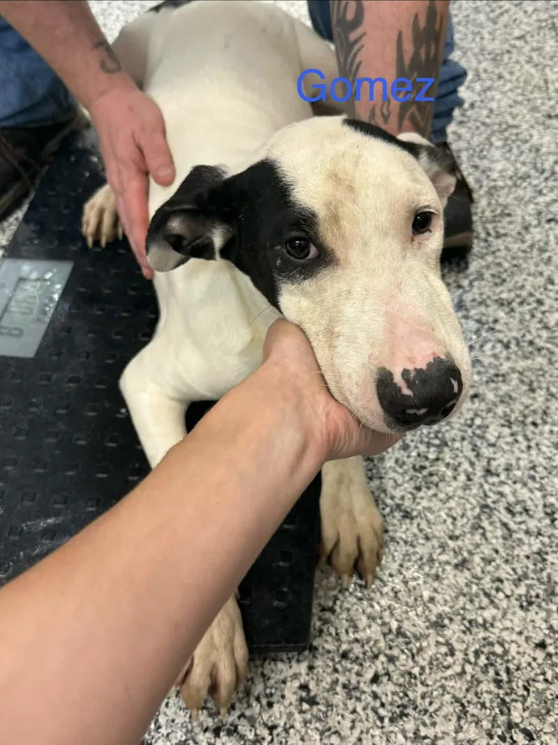 A young large-sized male Pointer dog named Gomez for adoption in Fayetteville, WV