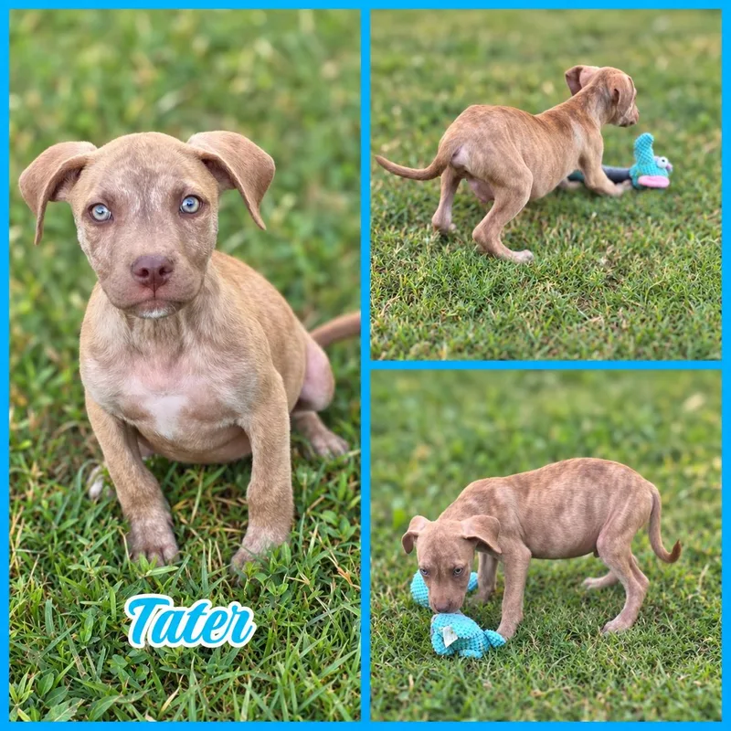 A baby medium-sized male Brindle Pit Bull Terrier dog named Tater for adoption in Blacksburg, SC