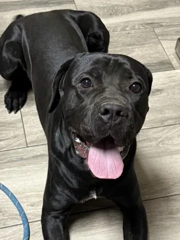 A young medium-sized male Mastiff dog named Bravo for adoption in Redlands, CA