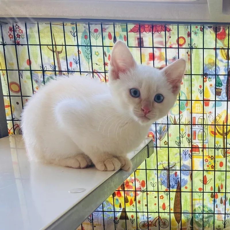 A baby small-sized male Siamese cat named Umibozu for adoption in Wilmington, DE